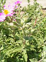 Cistus creticus subsp Creticus (fam Cistacees) (Europe meridionale, Afr. du nord-ouest) (3) (Photo F. Mrugala)